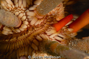 Pencil Urchin close up. by Suzan Meldonian 
